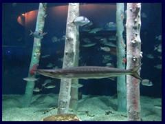 L'Oceanogràfic Oceanarium 009